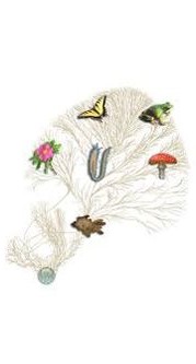 Tree of Life web project (ToL) visual