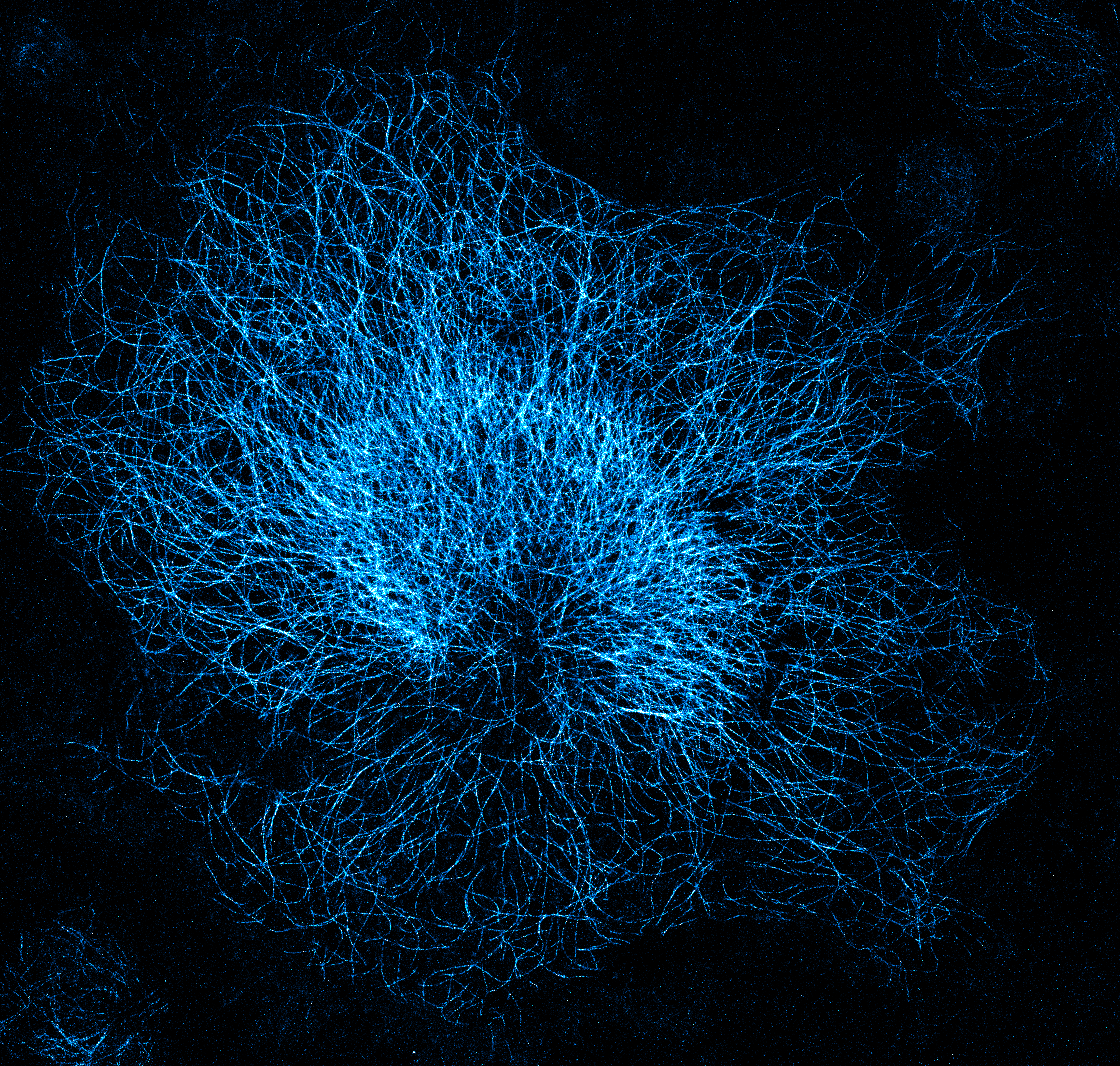 Image d'une cellule obtenue par microscopie à super-résolution. Les filaments du cytosquelette sont visibles grâce à un marquage fluorescent.