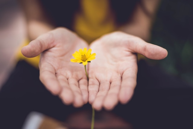 Two hands holding a small yellow flower