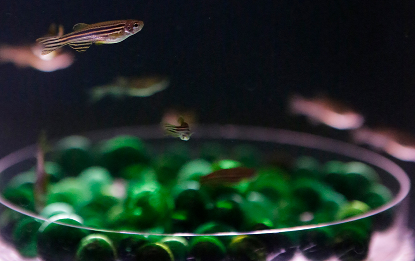 Aquatic Platform_Zebra fish