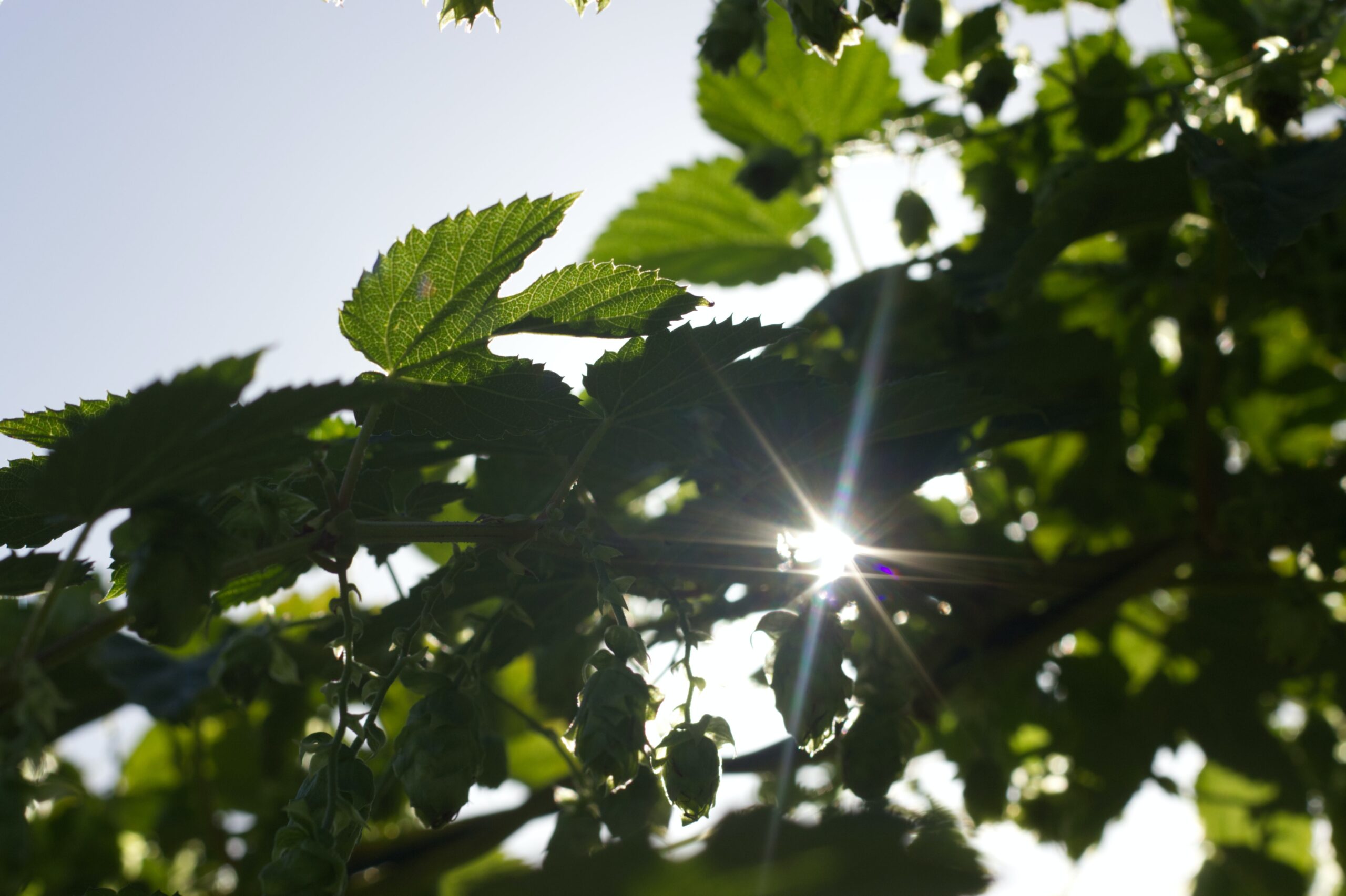 Green leaves in the sun