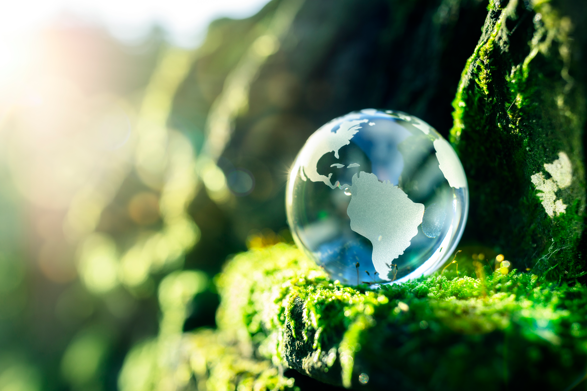 Glass globe marble on moss